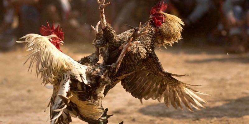 Lựa chọn trận đấu và quan sát thế trận gà