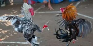 Đá gà cựa dao tại 99OK