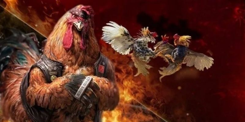 Khám phá về loại hình đá gà thomo