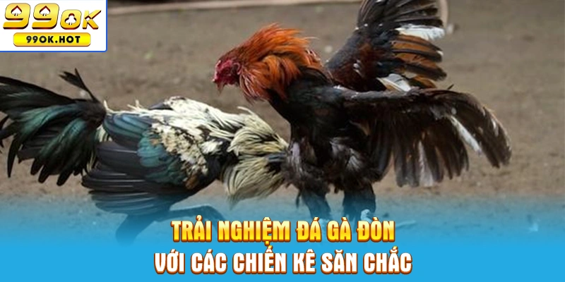 Trải nghiệm đá gà đòn với các chiến kê săn chắc